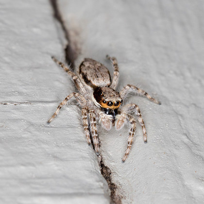 Jumping Spider (Menemerus bivittatus) (Menemerus bivittatus)